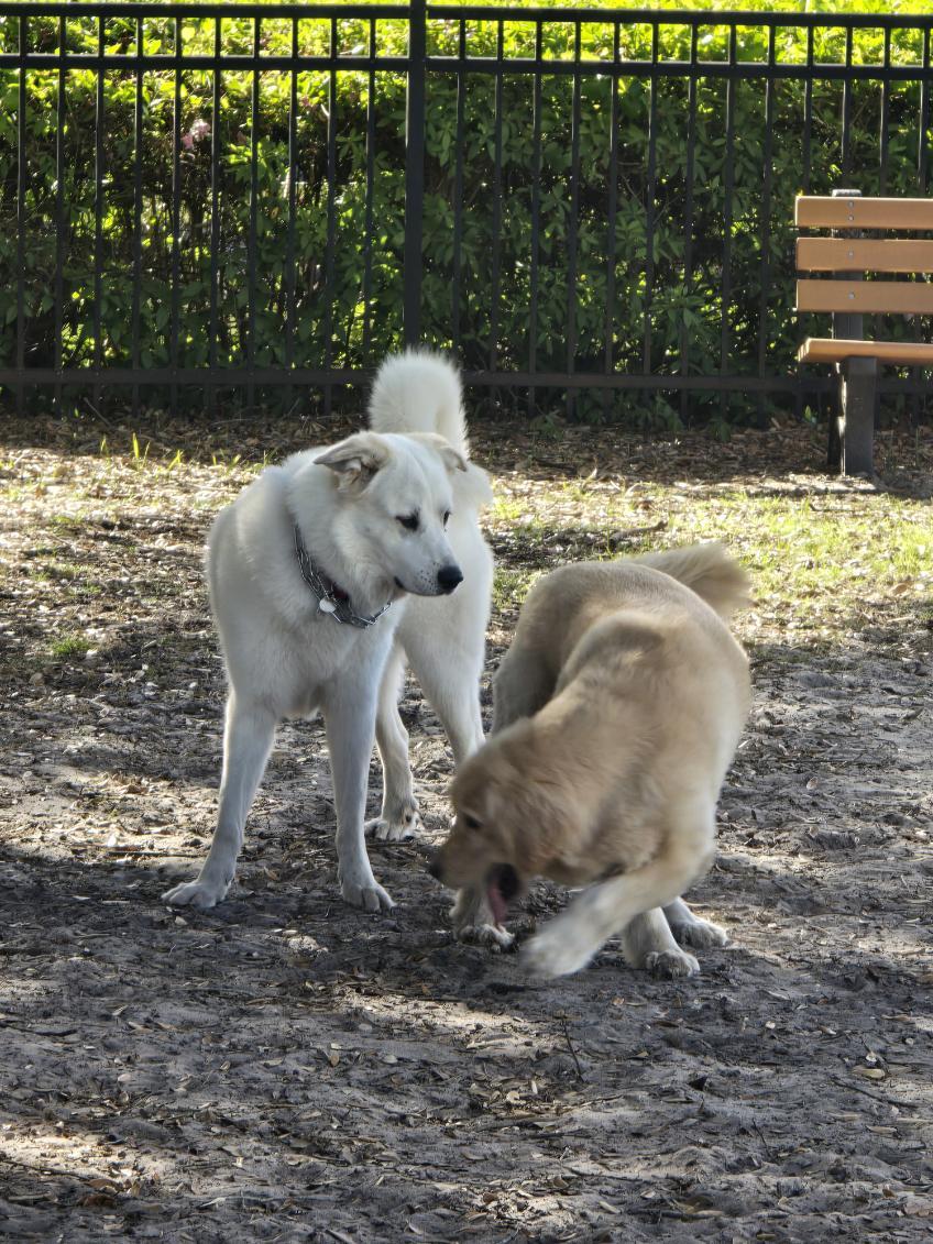 Sadie, ADOPTABLE, Adult Female Great Pyrenees.