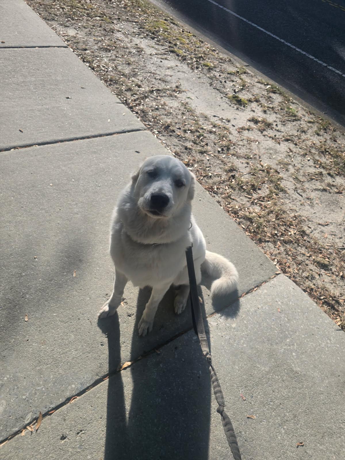 Enlarge Sadie, a ADOPTABLE Great Pyrenees in Jacksonville, NC image 4/4
