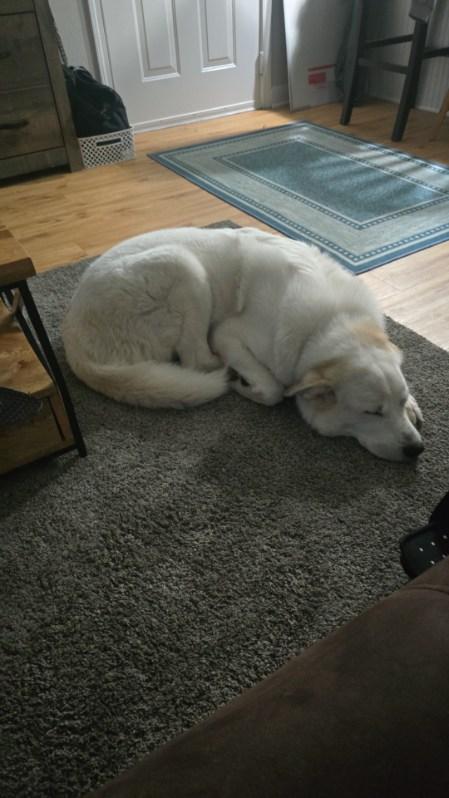 Enlarge Sadie, a ADOPTABLE Great Pyrenees in Jacksonville, NC image 2/4