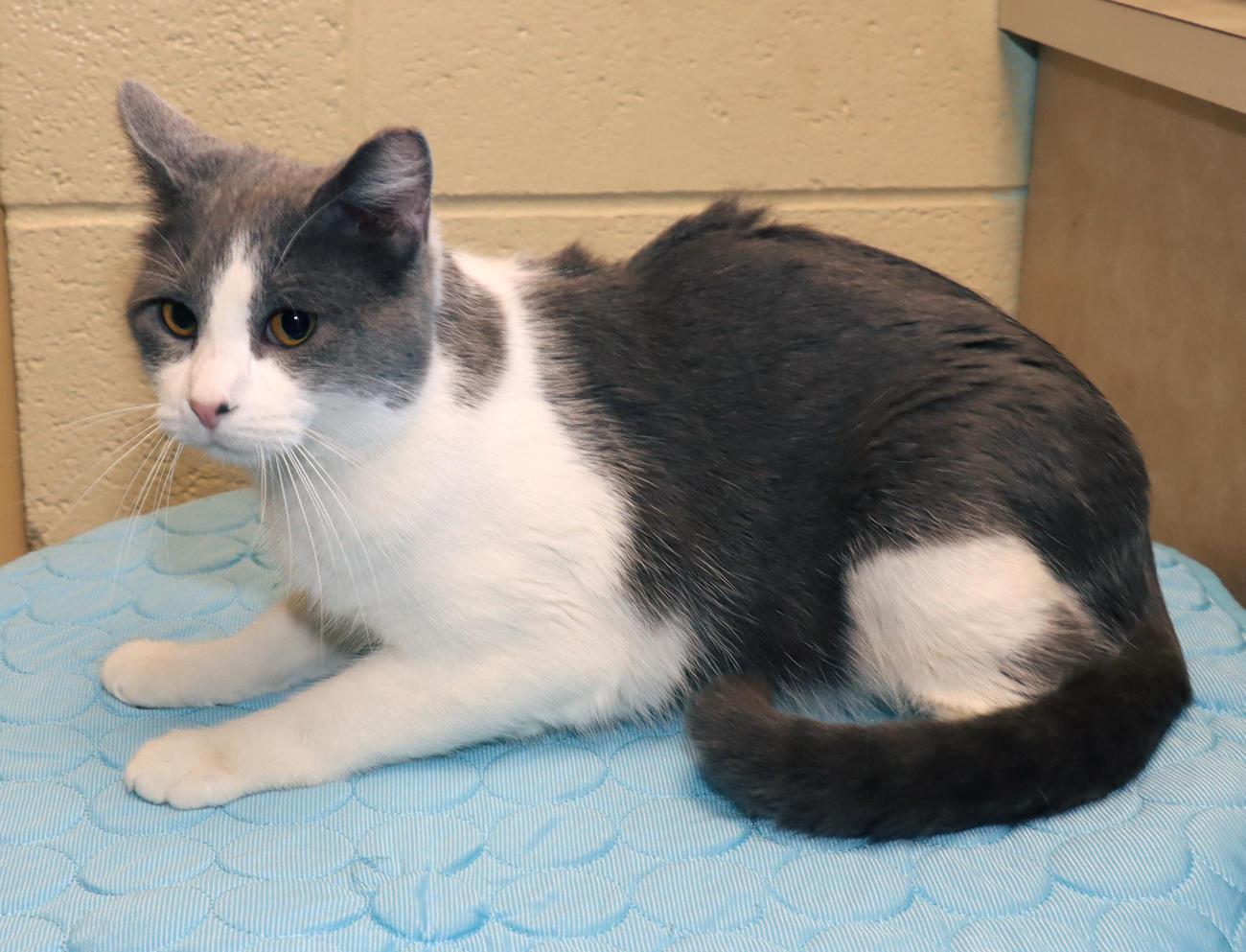 Sterling, an adopted Domestic Short Hair in Euclid, OH image 3/6