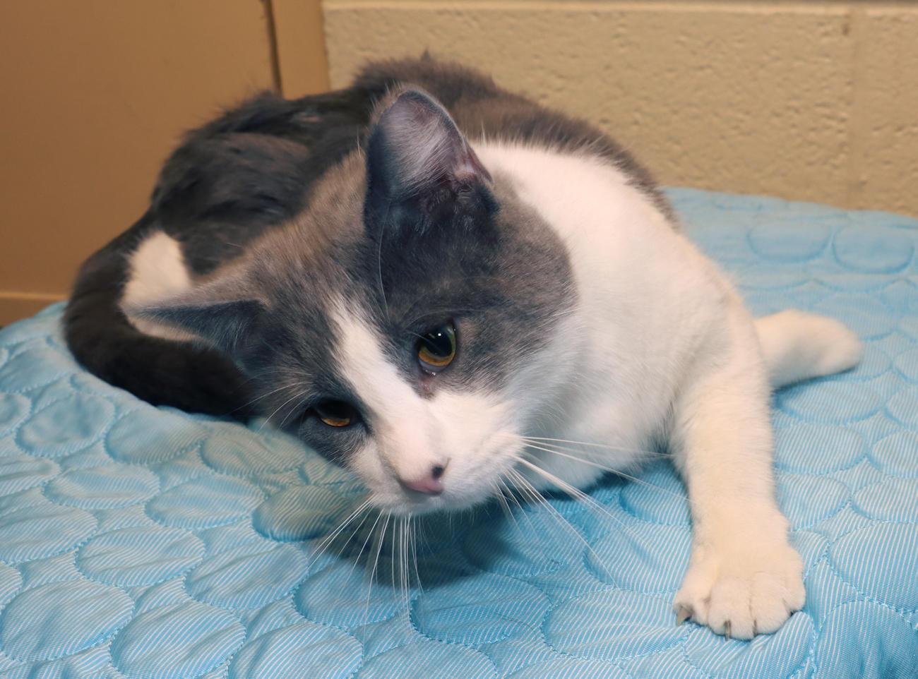 Sterling, an adopted Domestic Short Hair in Euclid, OH image 6/6