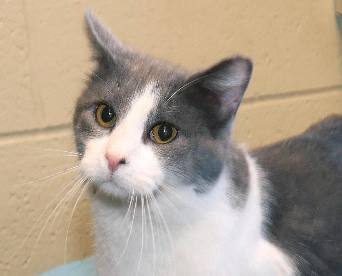 Sterling, an adopted Domestic Short Hair in Euclid, OH image 1/6