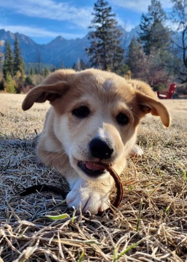 Wasabi, a Adoptable mixed breed in Calgary, AB image 1/4