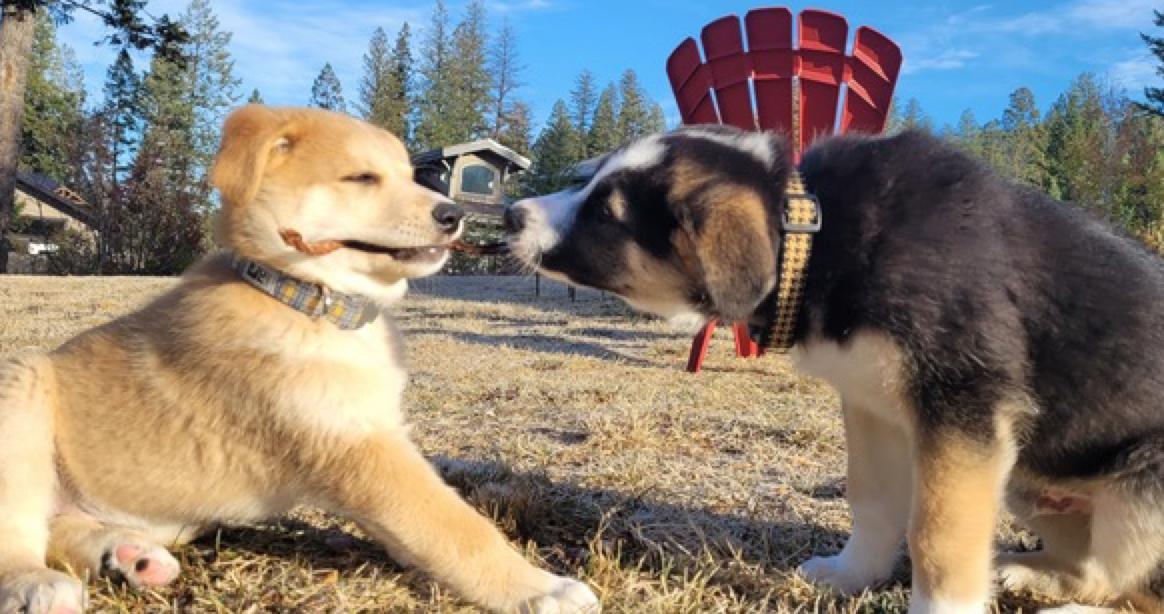 Wasabi, a Adoptable mixed breed in Calgary, AB image 2/4