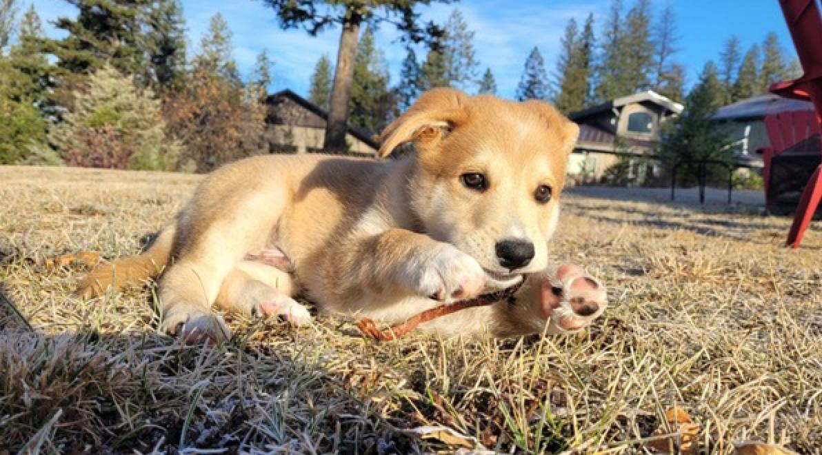 Wasabi, a Adoptable mixed breed in Calgary, AB image 4/4