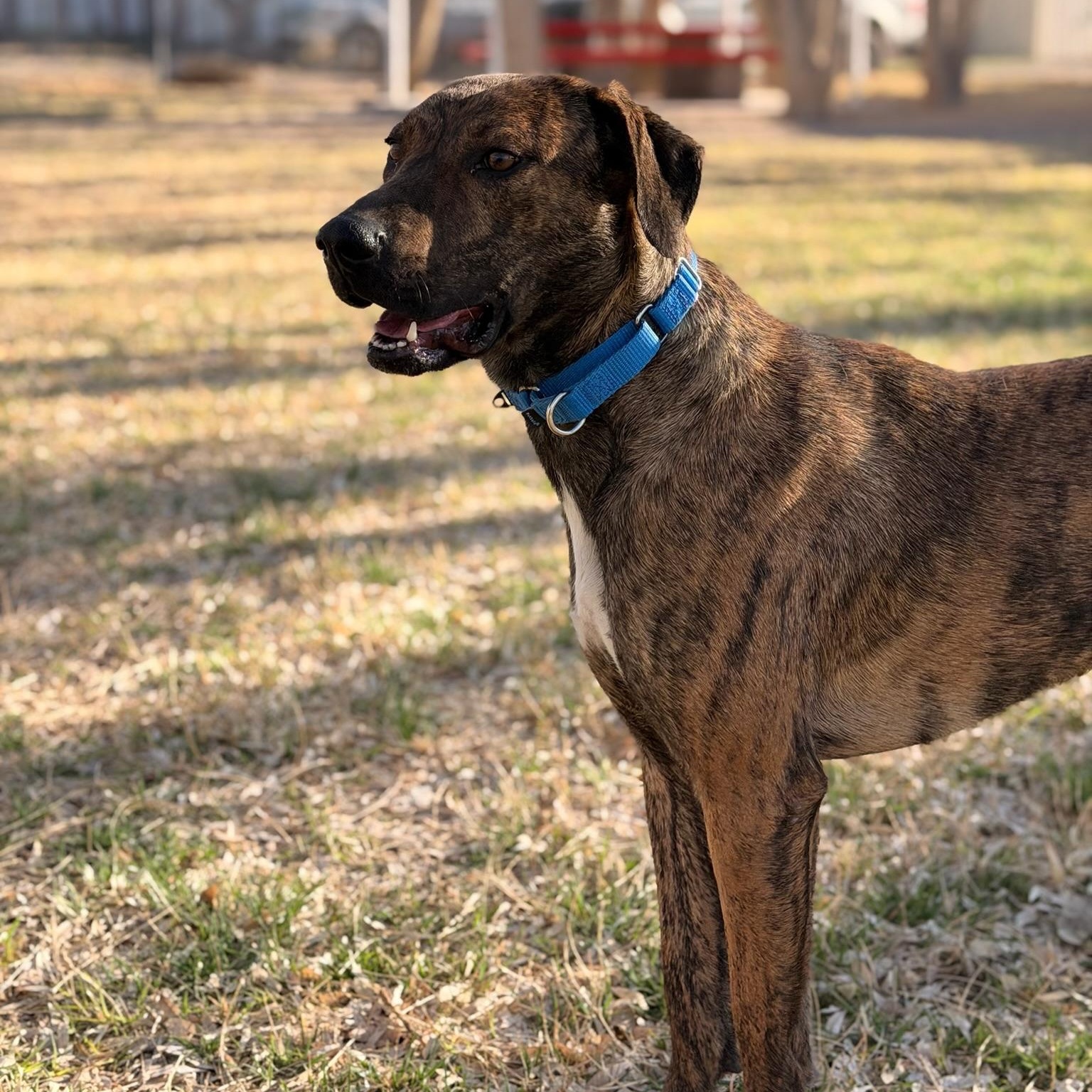 Enlarge Bren, a ADOPTABLE mixed breed in Marfa, TX image 5/6