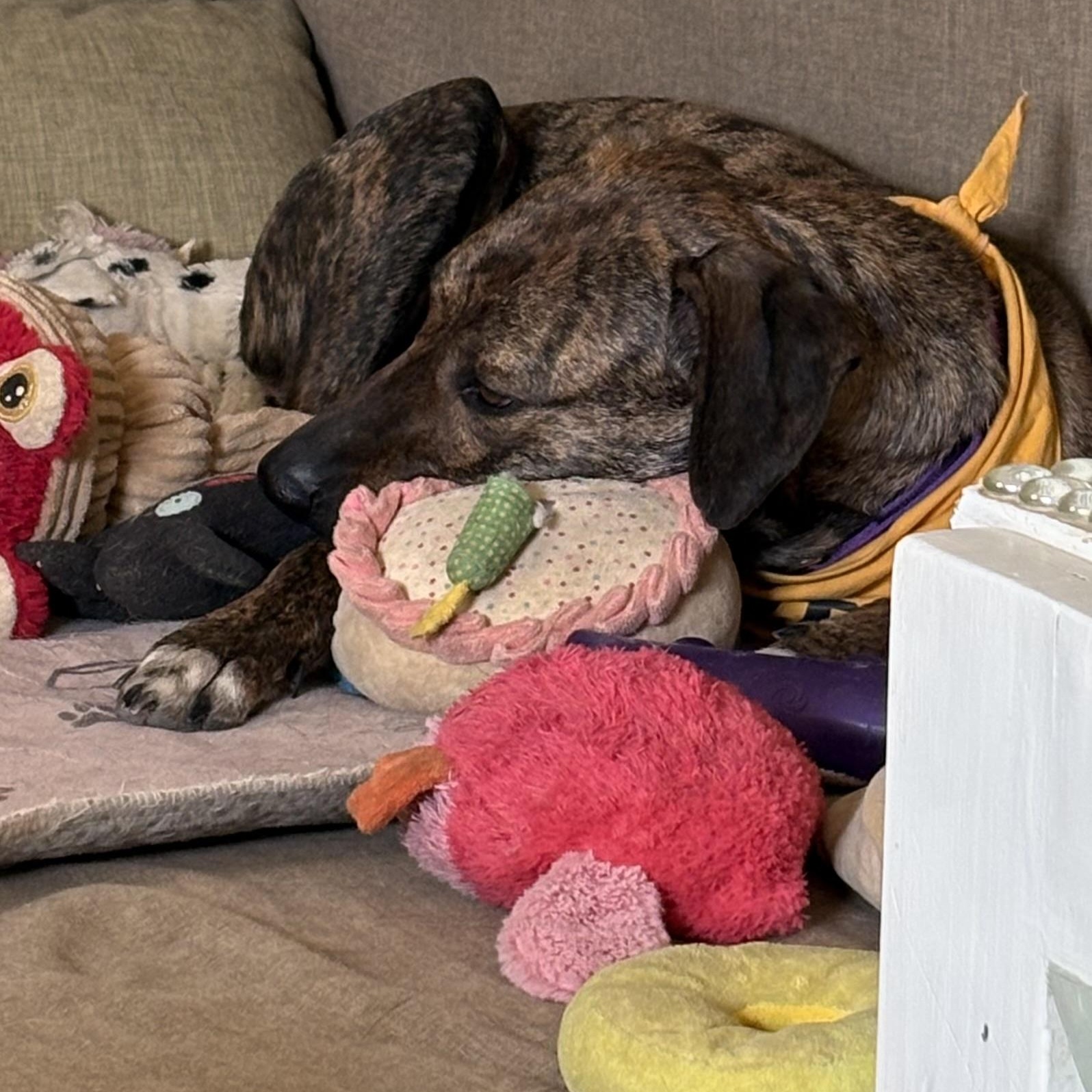 Enlarge Bren, a ADOPTABLE mixed breed in Marfa, TX image 6/6