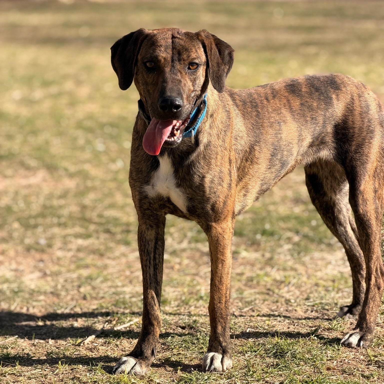 Enlarge Bren, a ADOPTABLE mixed breed in Marfa, TX image 2/6