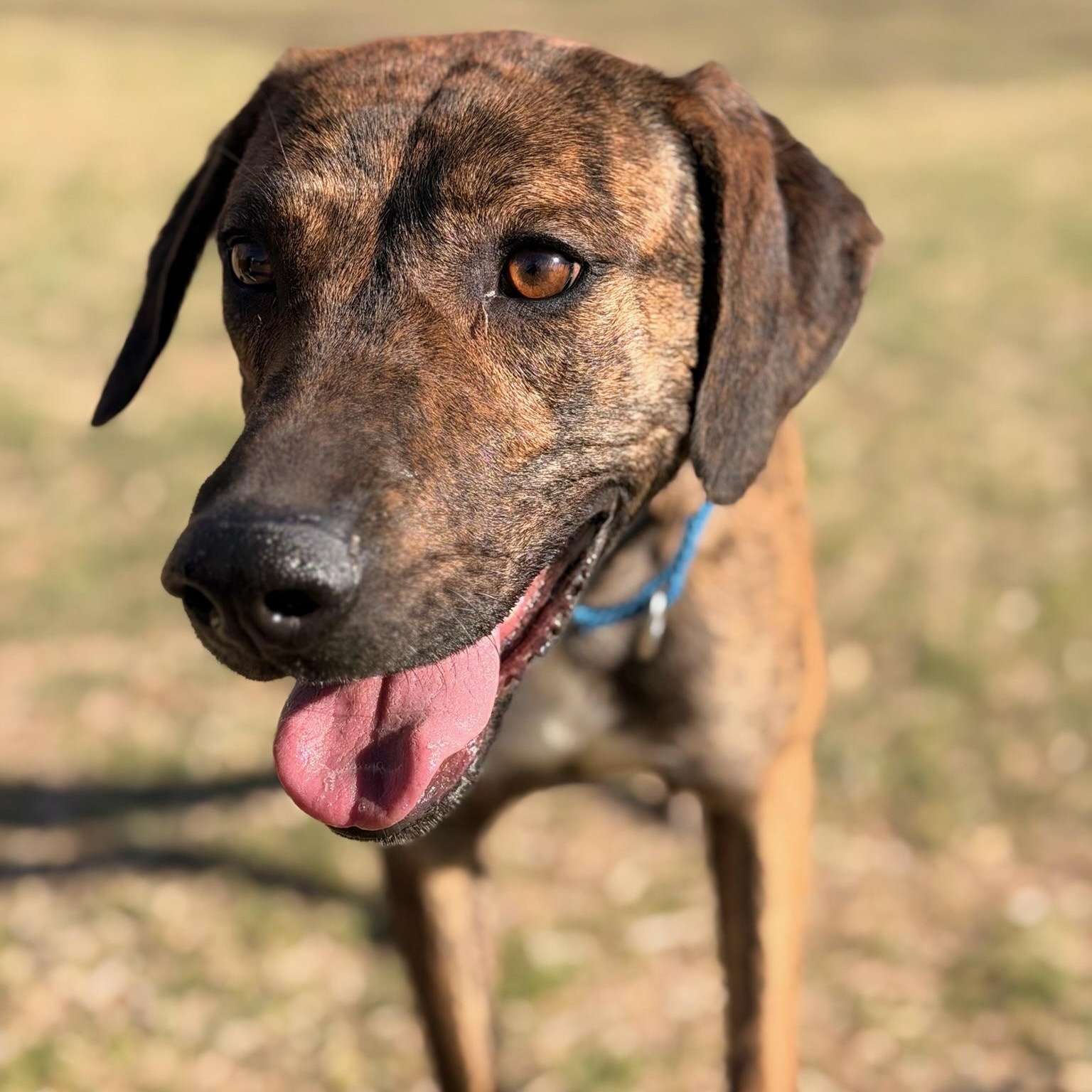 Bren, ADOPTABLE, Young Female Labrador Retriever & Shepherd.