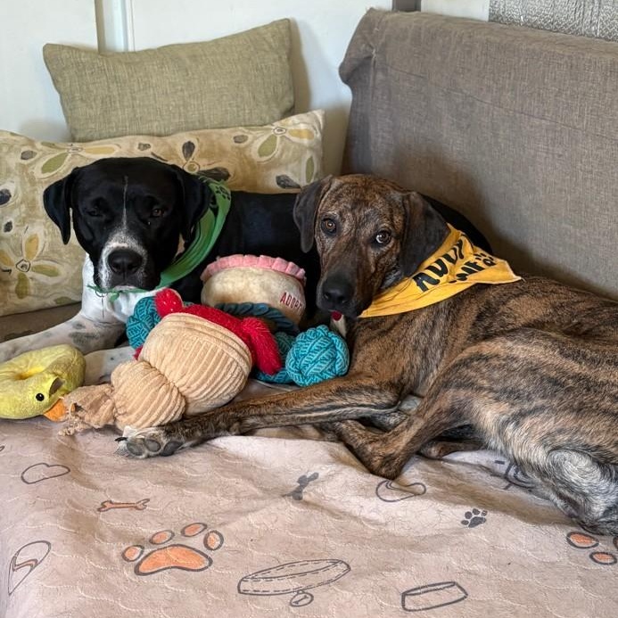 Enlarge Bren, a ADOPTABLE mixed breed in Marfa, TX image 3/6