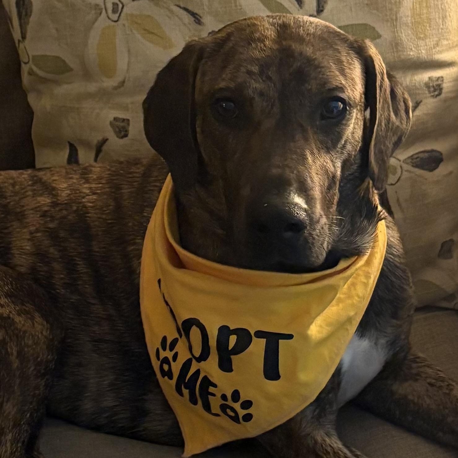 Enlarge Bren, a ADOPTABLE mixed breed in Marfa, TX image 4/6