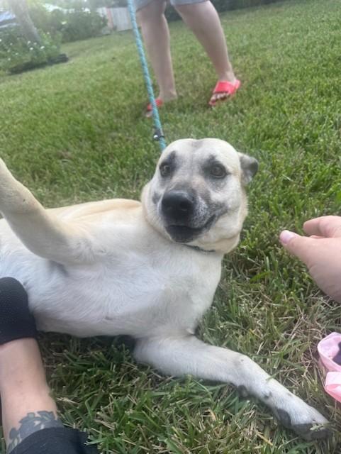 Enlarge Mariela, a Adoptable mixed breed in Marlborough, MA image 4/6