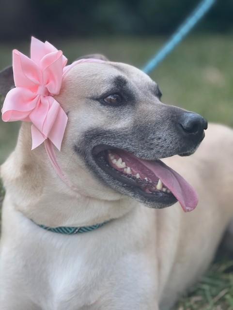 Enlarge Mariela, a Adoptable mixed breed in Marlborough, MA image 6/6