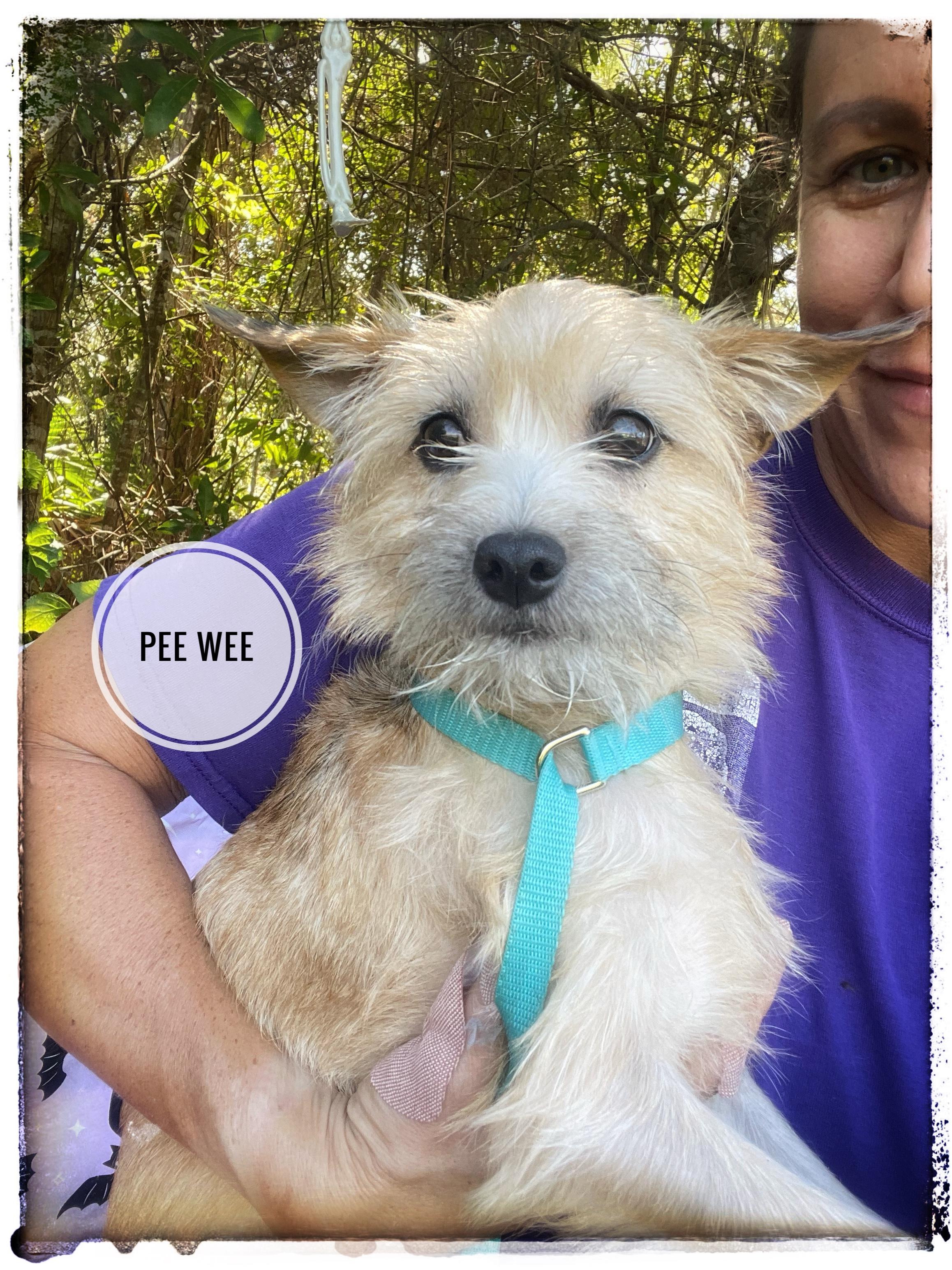 Pee Wee, Adopted, Puppy Male Cairn Terrier & Yorkshire Terrier.