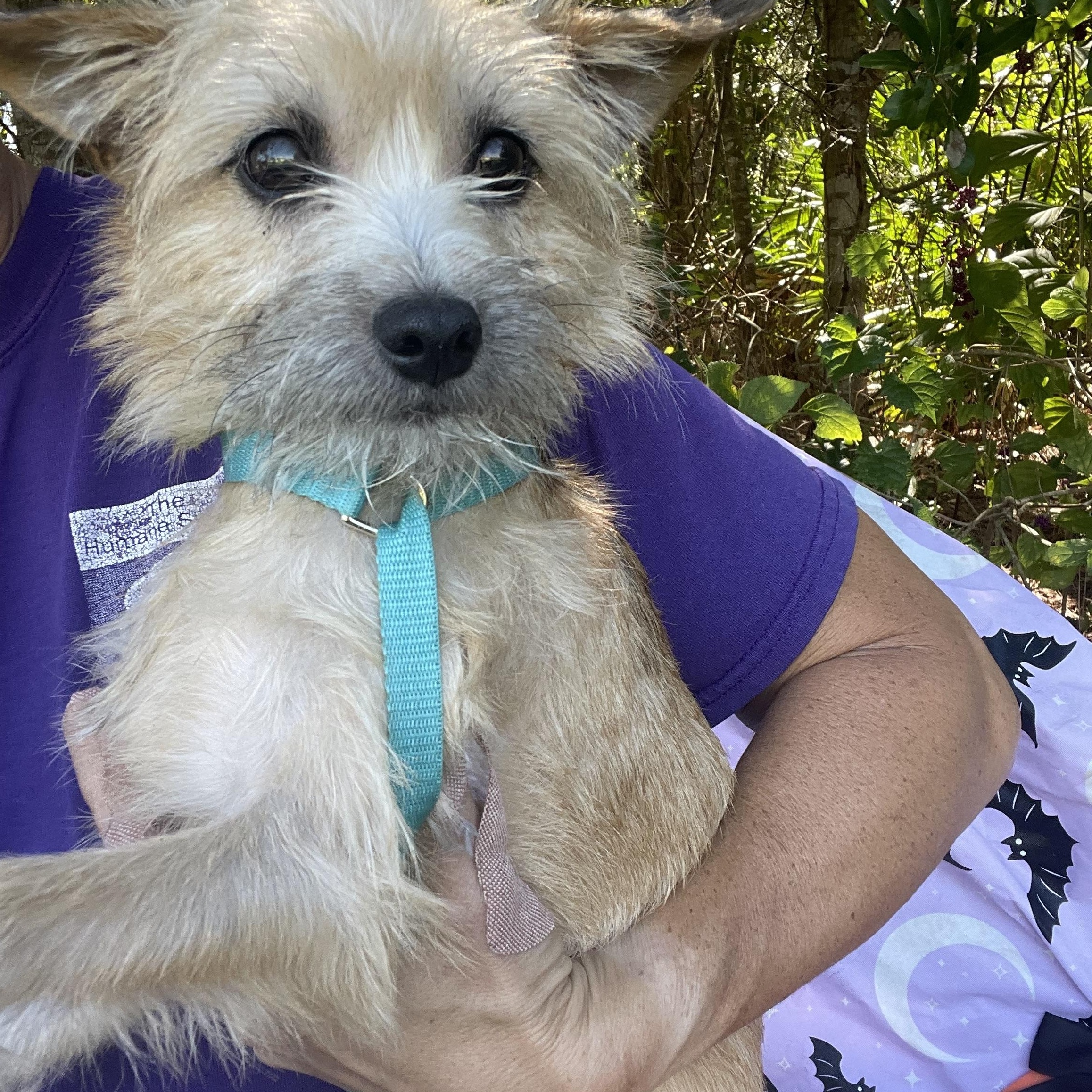 Enlarge Pee Wee, a Adopted mixed breed in Sebring, FL image 3/4