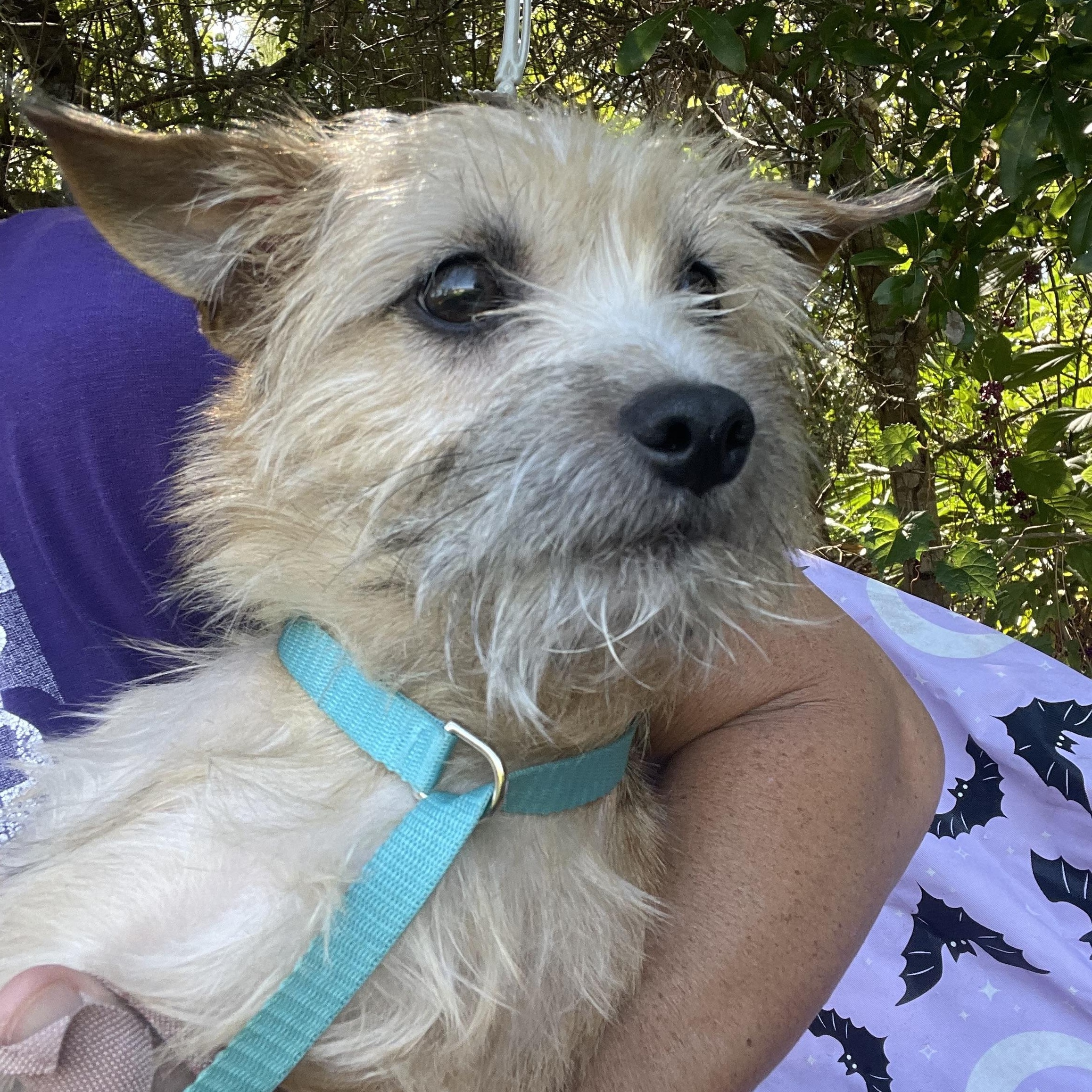 Enlarge Pee Wee, a Adopted mixed breed in Sebring, FL image 4/4