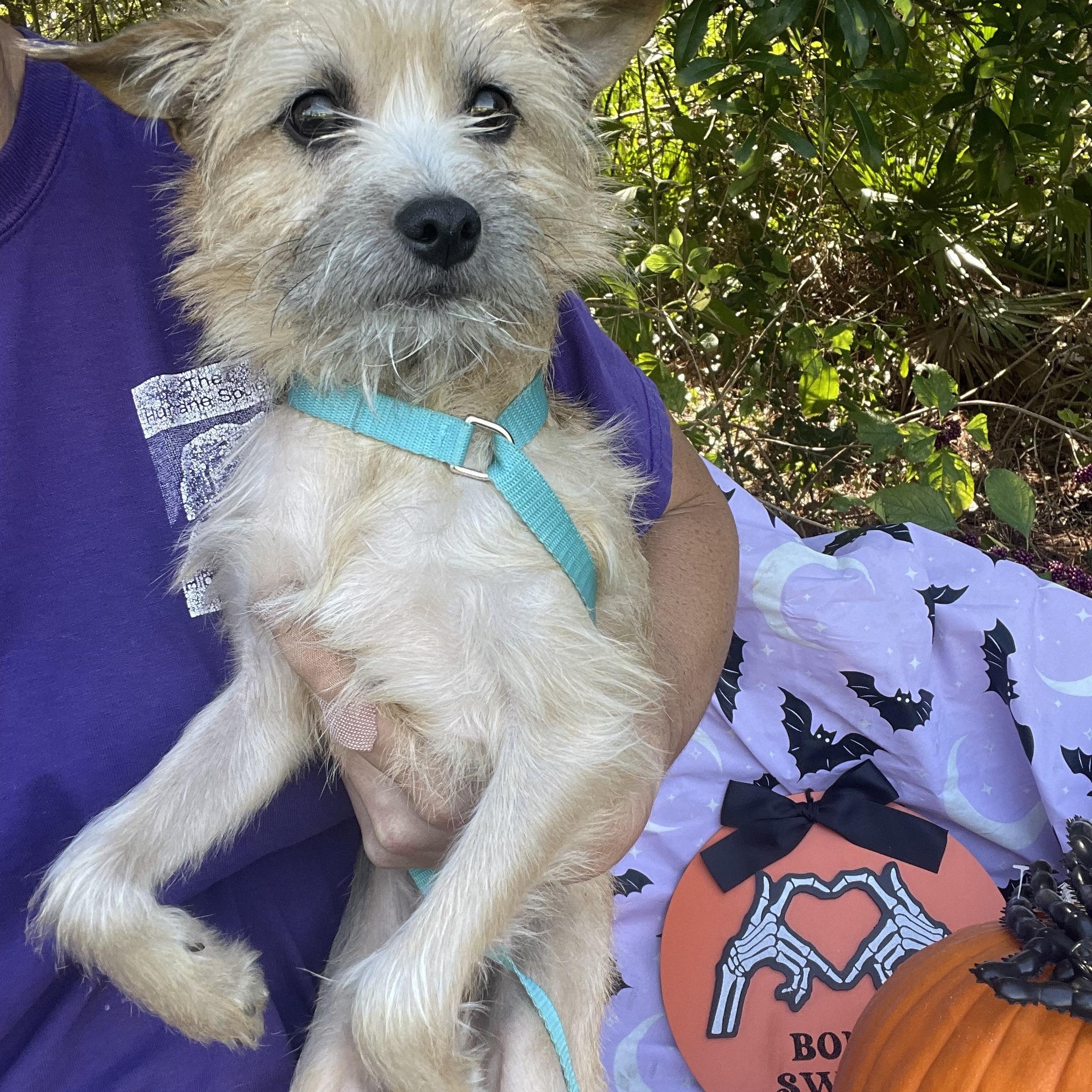 Enlarge Pee Wee, a Adopted mixed breed in Sebring, FL image 2/4