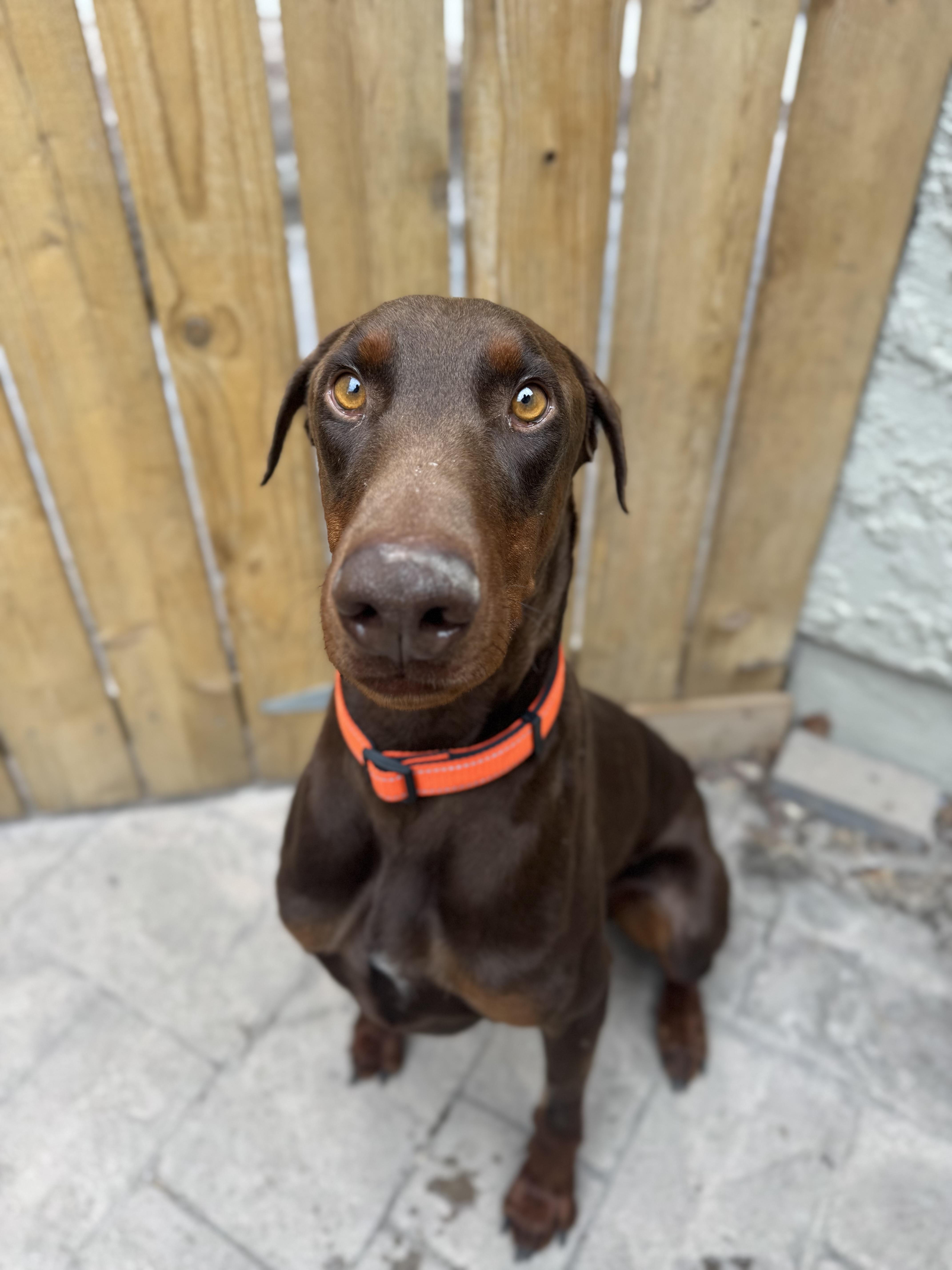Enlarge Apollo , a ADOPTABLE Doberman Pinscher in salt lake city, UT image 5/6