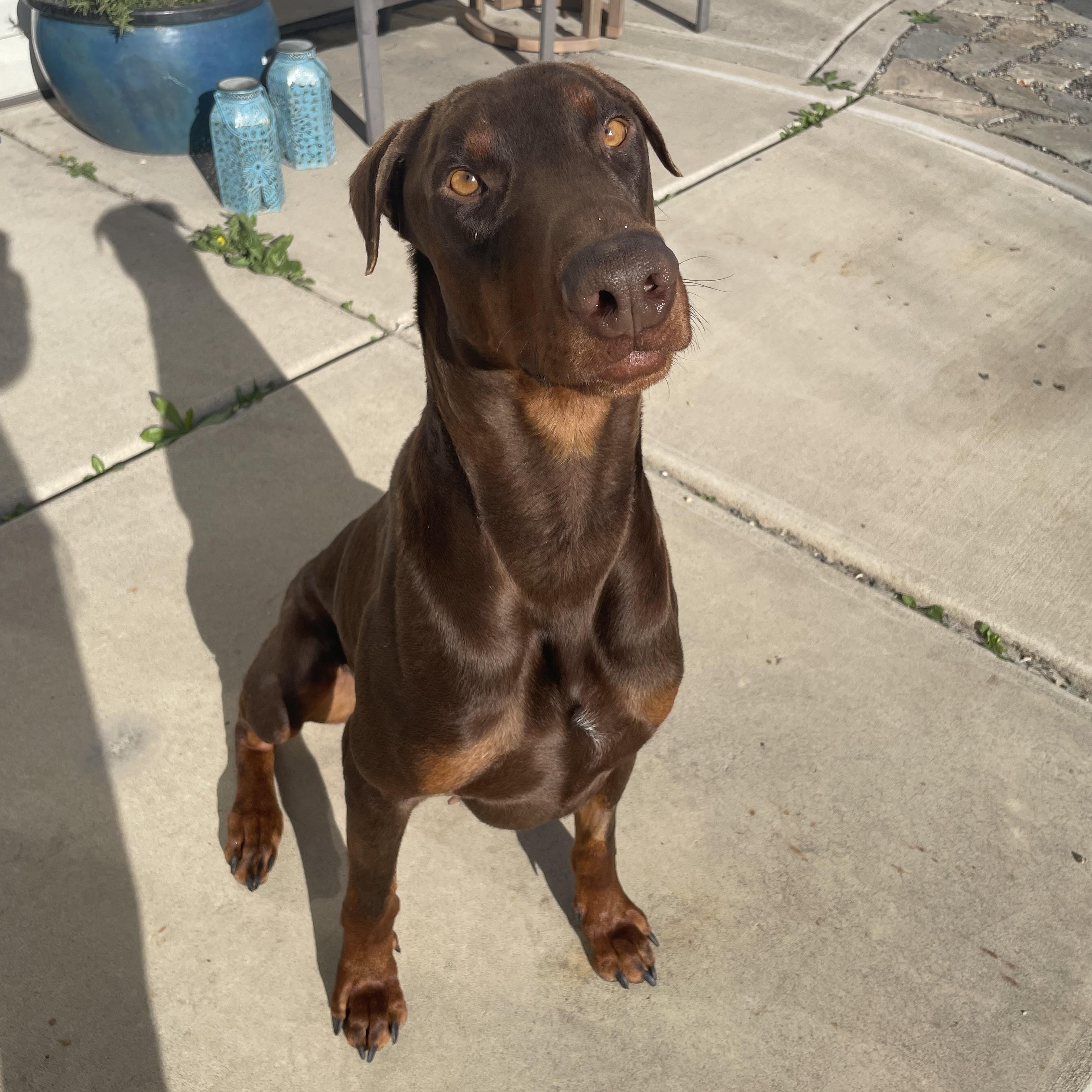 Enlarge Apollo , a ADOPTABLE Doberman Pinscher in salt lake city, UT image 6/6