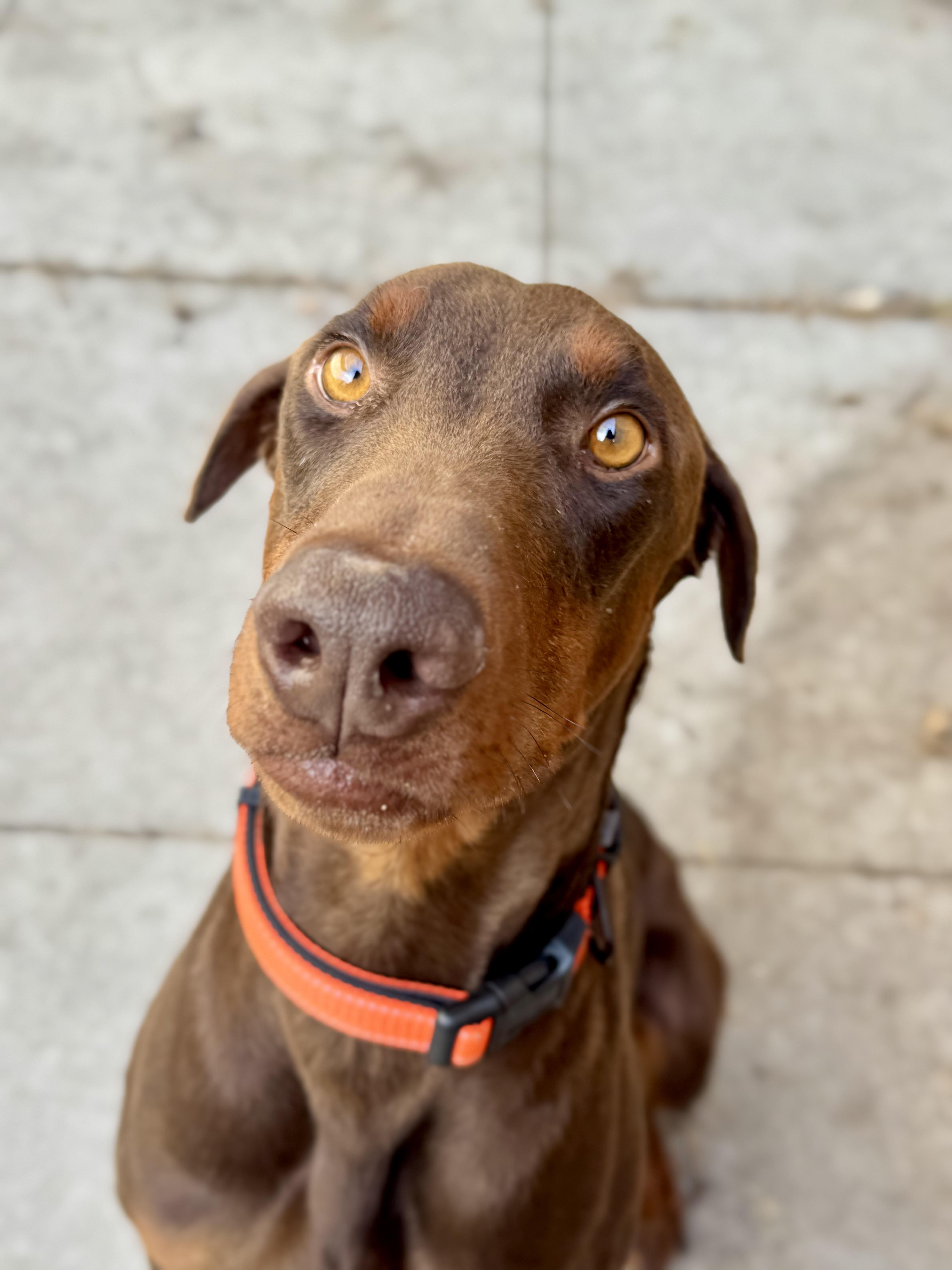 Enlarge Apollo , a ADOPTABLE Doberman Pinscher in salt lake city, UT image 4/6