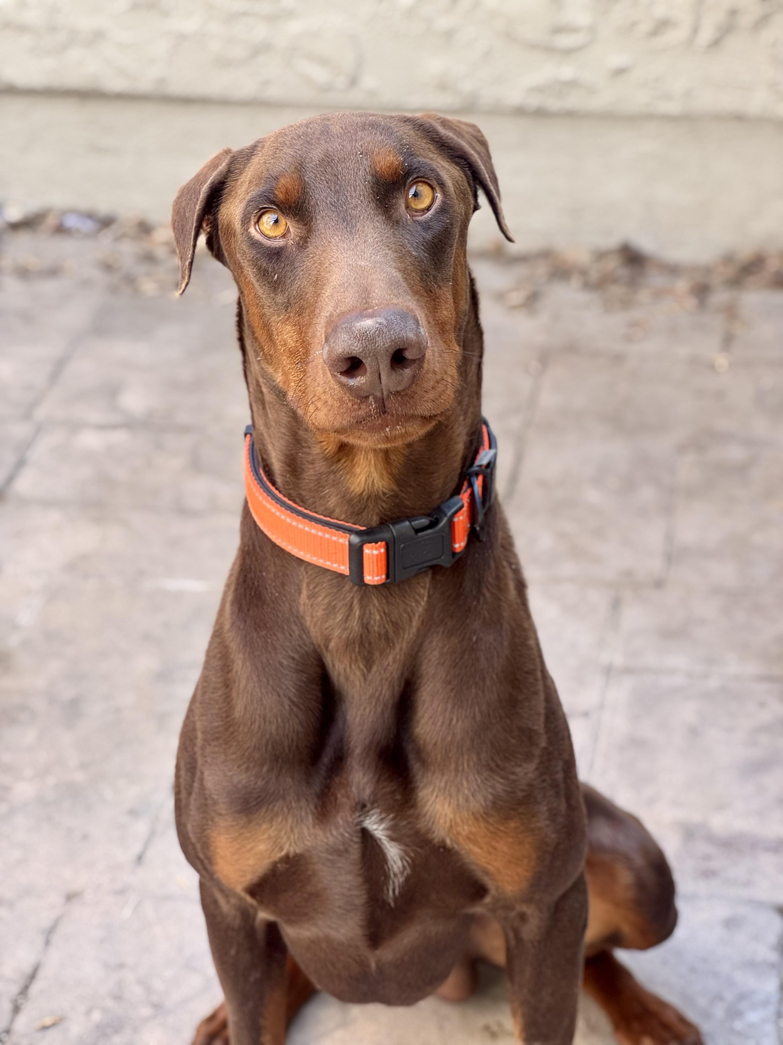 Enlarge Apollo , a ADOPTABLE Doberman Pinscher in salt lake city, UT image 3/6