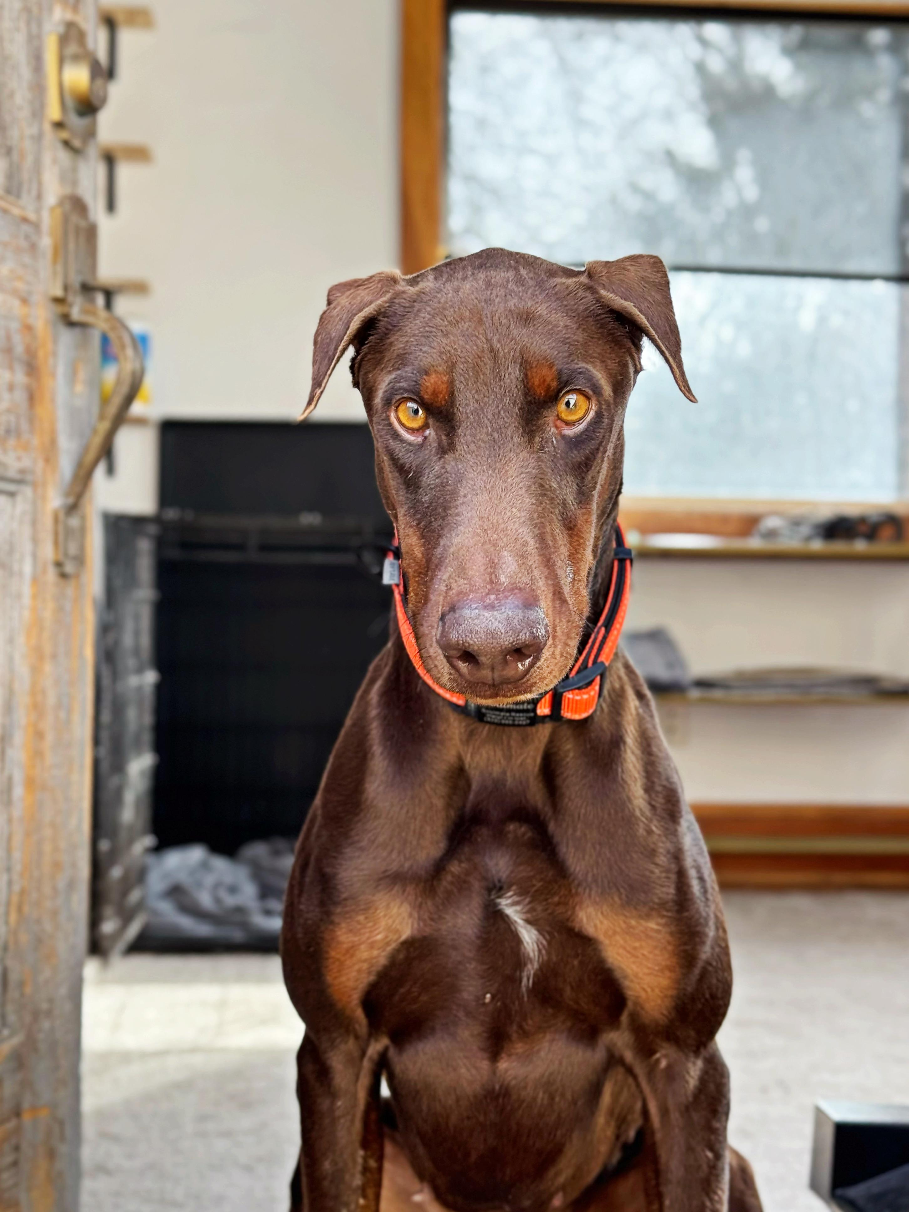 Enlarge Apollo , a ADOPTABLE Doberman Pinscher in salt lake city, UT image 1/6