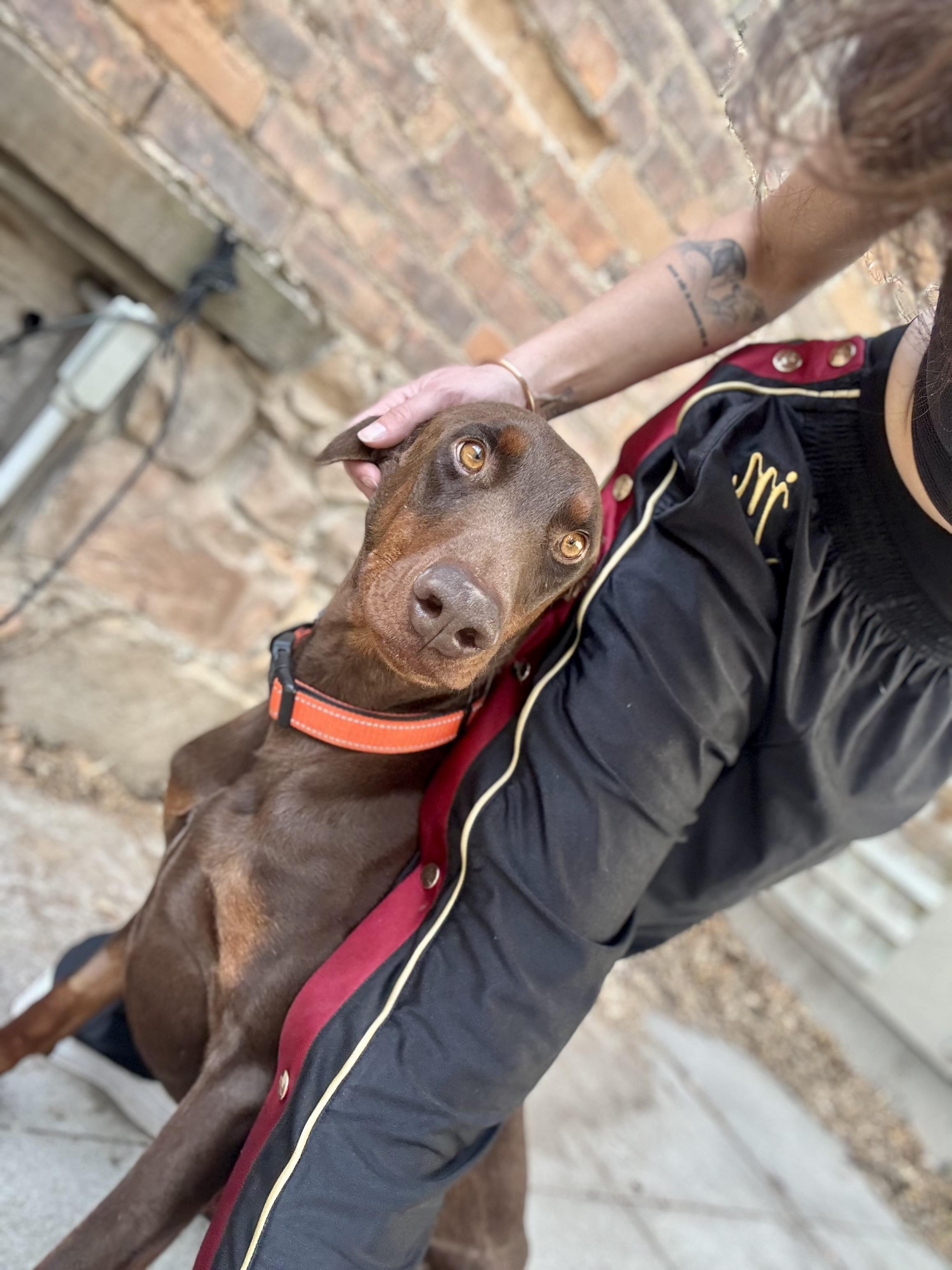 Enlarge Apollo , a ADOPTABLE Doberman Pinscher in salt lake city, UT image 2/6