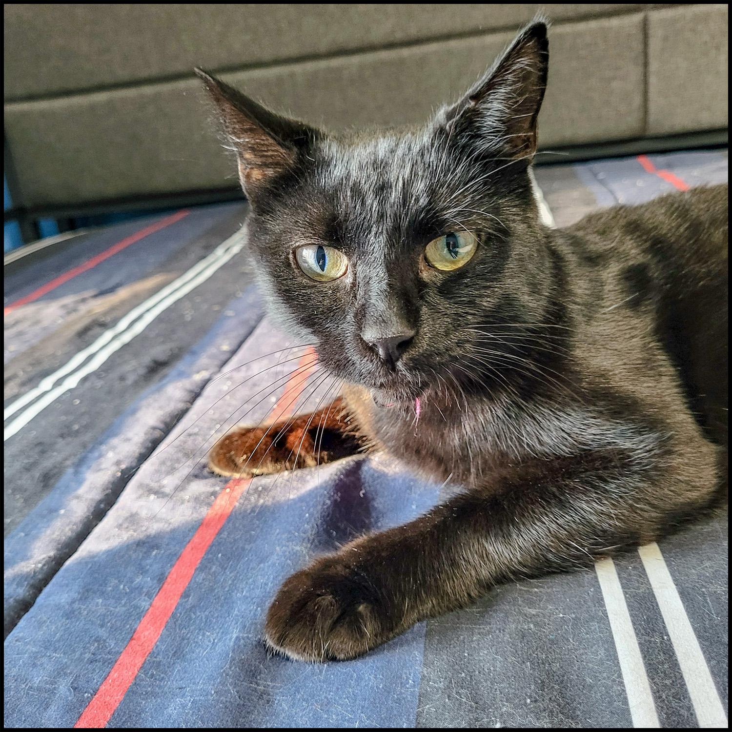 Enlarge Chatty Cathy, a Adoptable mixed breed in Roswell, GA image 1/2