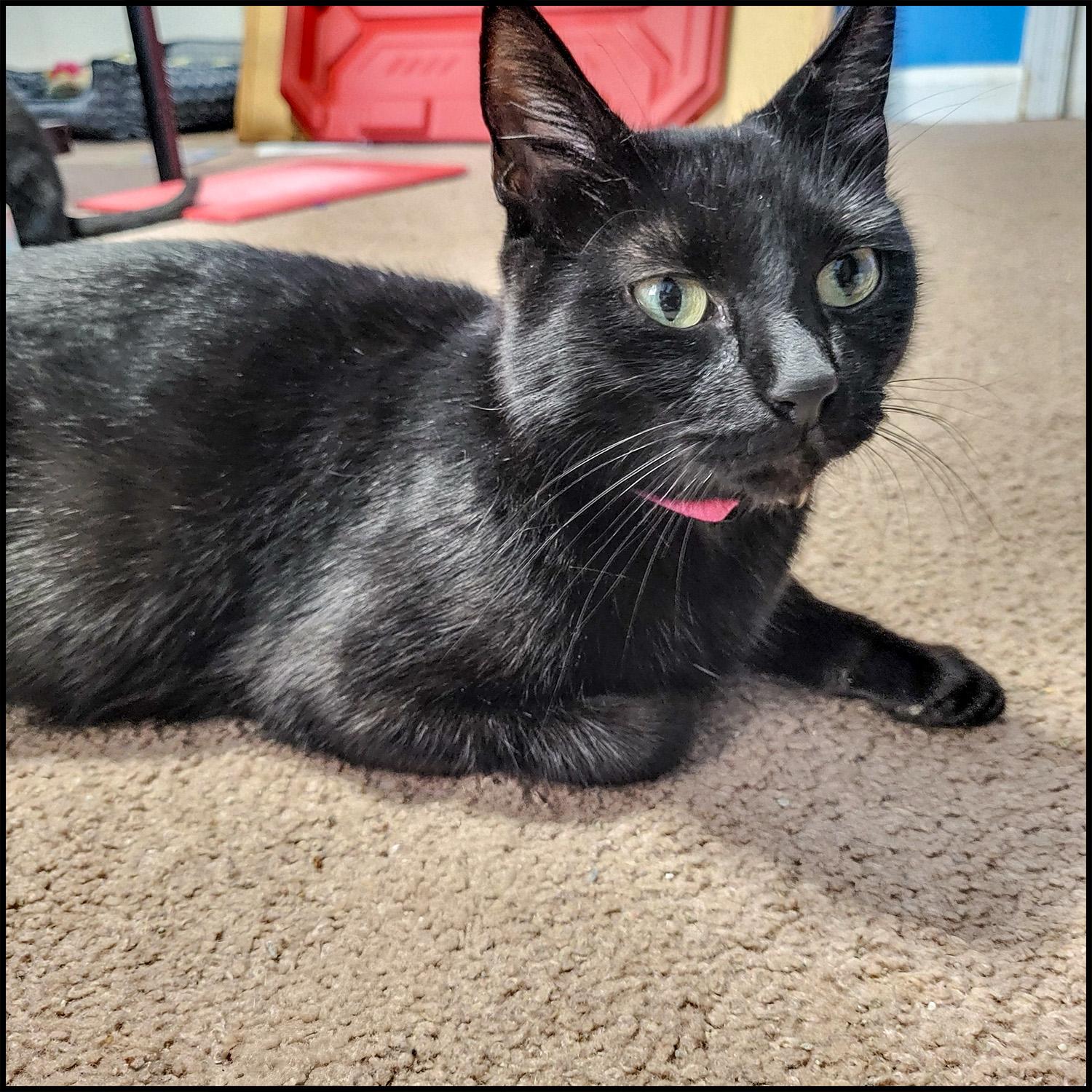 Enlarge Chatty Cathy, a Adoptable mixed breed in Roswell, GA image 2/2