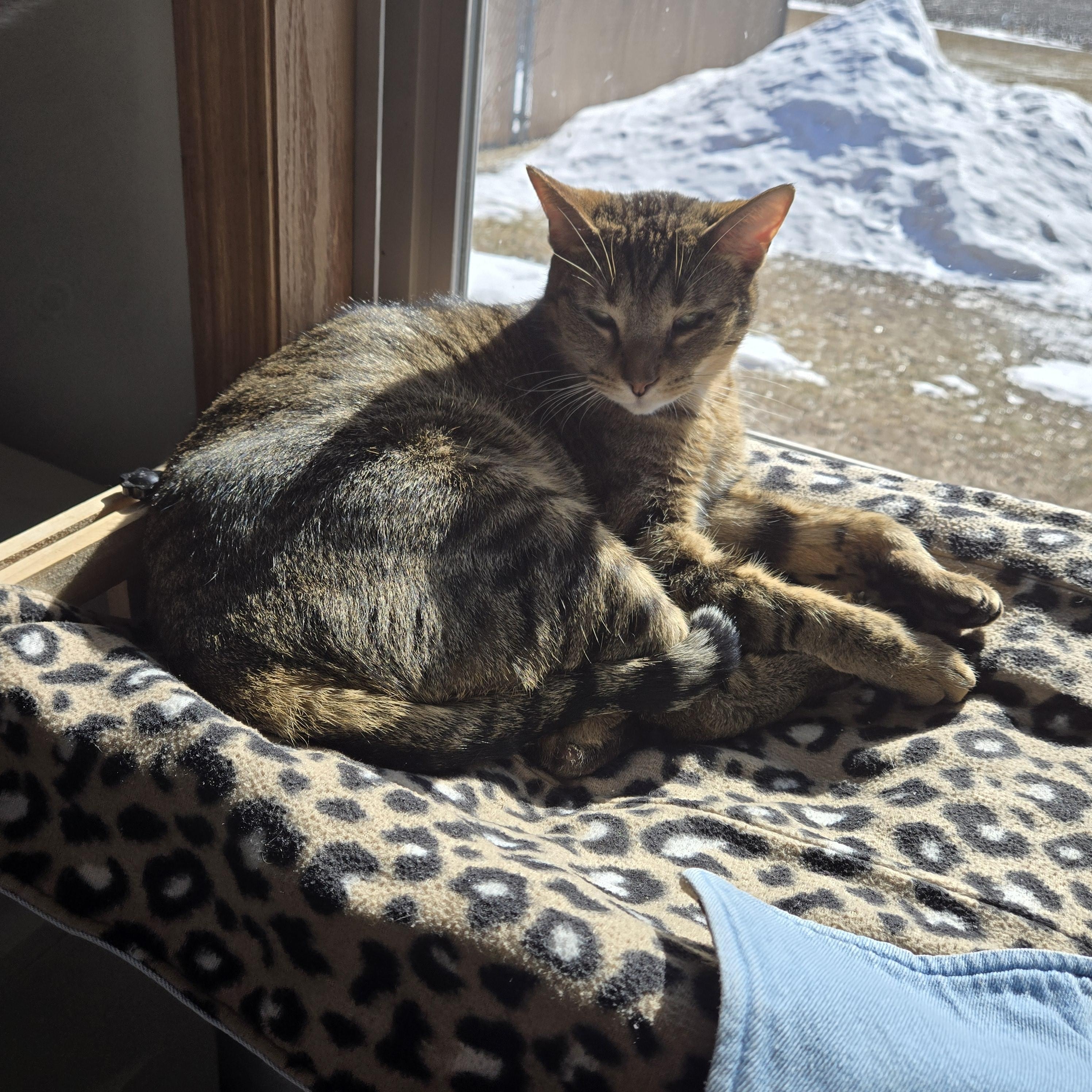 Enlarge Brooks, a Adoptable Domestic Short Hair in West Branch, MI image 1/2