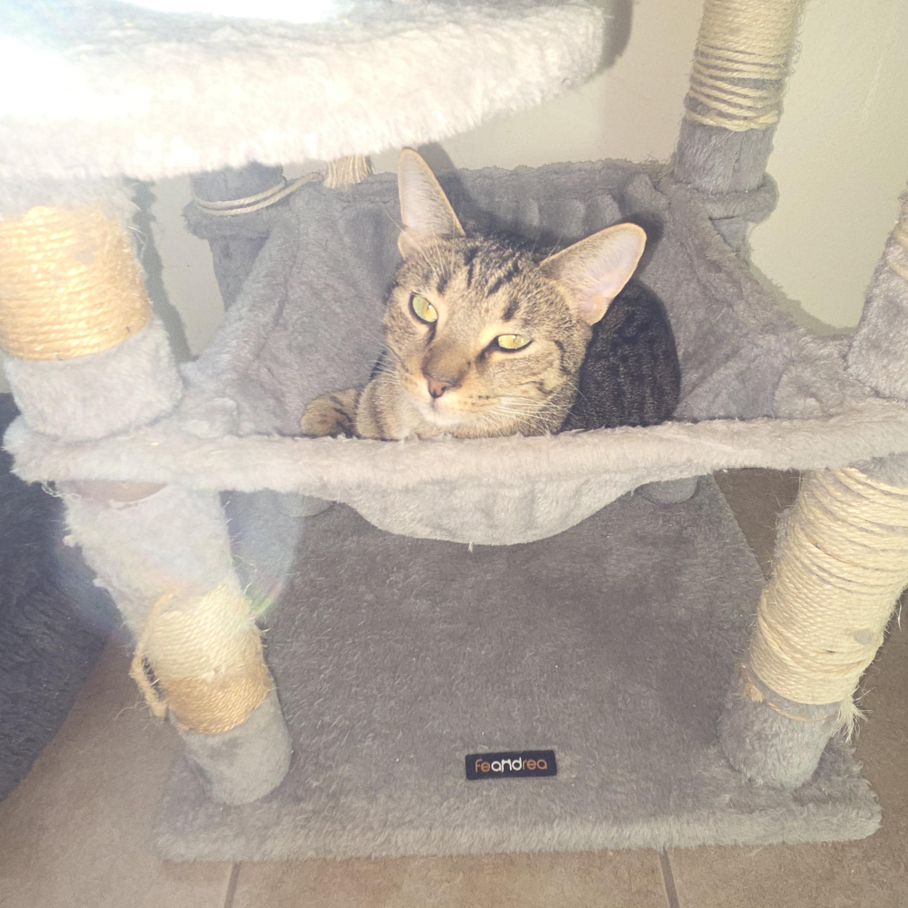 Enlarge Brooks, a Adoptable Domestic Short Hair in West Branch, MI image 1/1