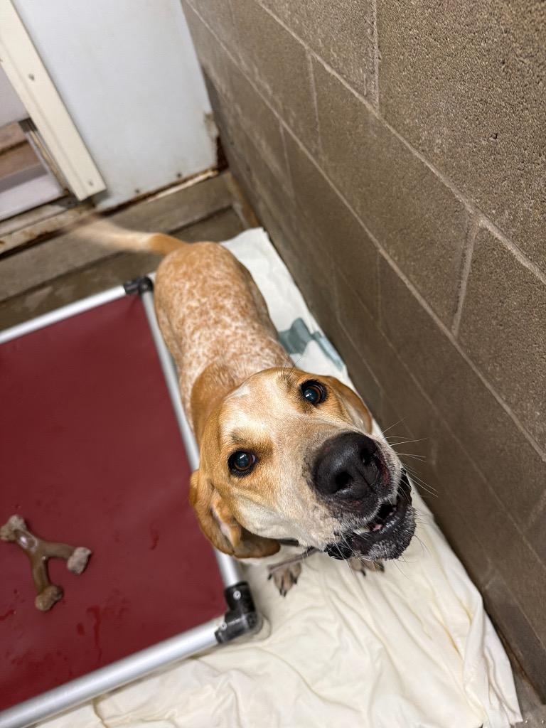 Cooper, Adoptable, Adult Male Hound & Mixed Breed.