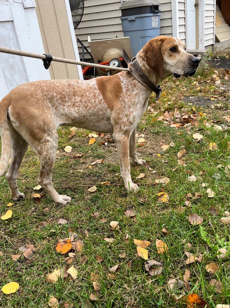 Enlarge Cooper, a Adoptable mixed breed in Virginia, MN image 2/2