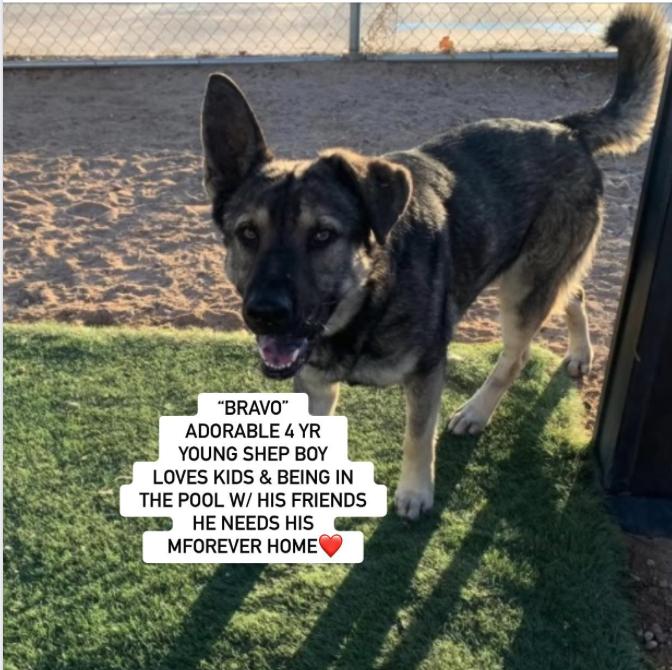 Enlarge BRAVO, a Adoptable German Shepherd Dog in Rockdale, TX image 1/4