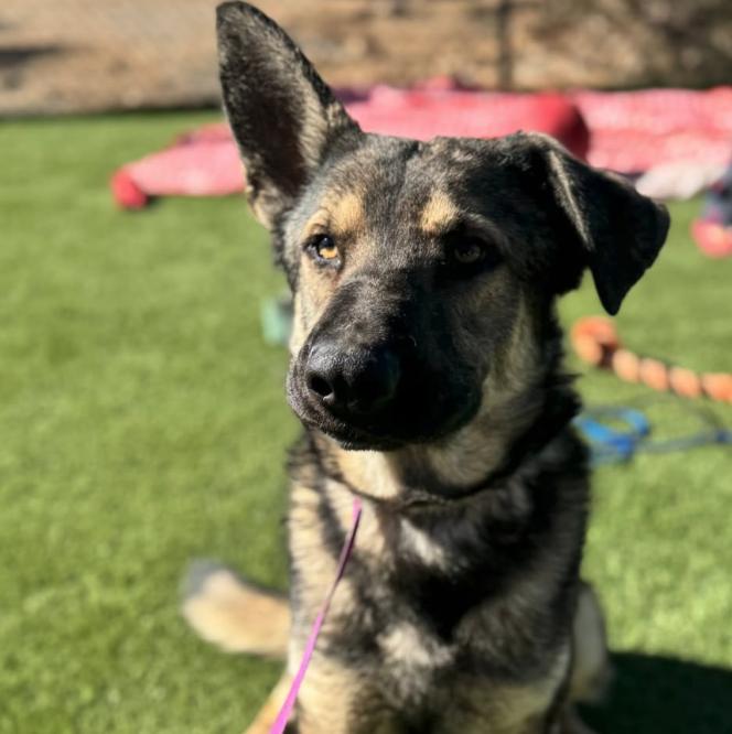 Enlarge BRAVO, a Adoptable German Shepherd Dog in Rockdale, TX image 4/4