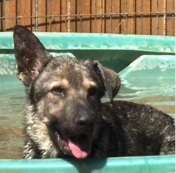 Enlarge BRAVO, a Adoptable German Shepherd Dog in Rockdale, TX image 2/4