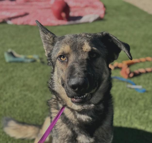 Enlarge BRAVO, a Adoptable German Shepherd Dog in Rockdale, TX image 3/4