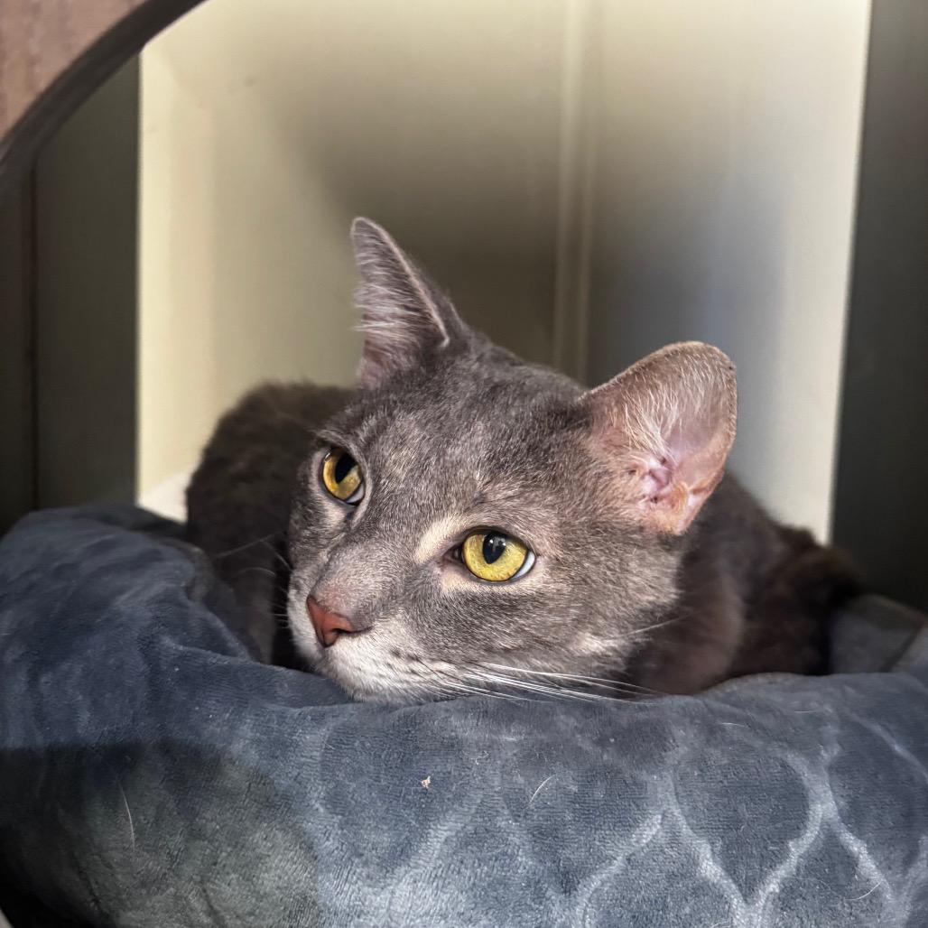 Sunshine, Adoptable, Senior Female Domestic Short Hair.