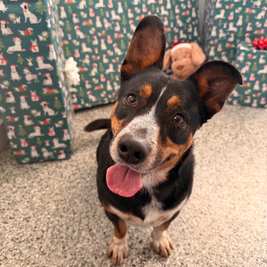 Enlarge Lotus, a Adoptable mixed breed in Long Beach, CA image 2/5