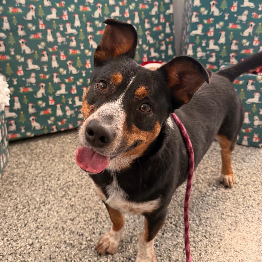 Enlarge Lotus, a Adoptable mixed breed in Long Beach, CA image 3/5