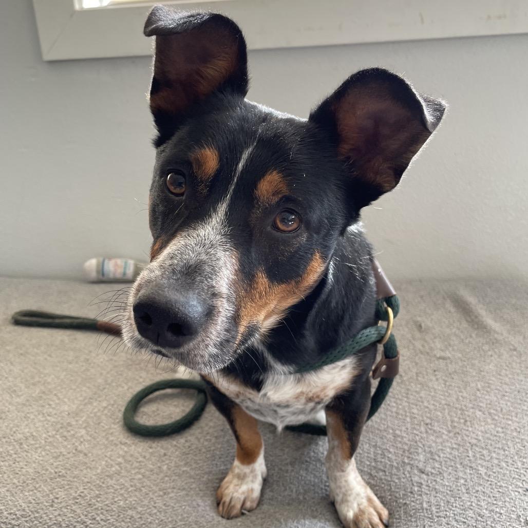 Enlarge Lotus, a Adoptable mixed breed in Long Beach, CA image 4/5