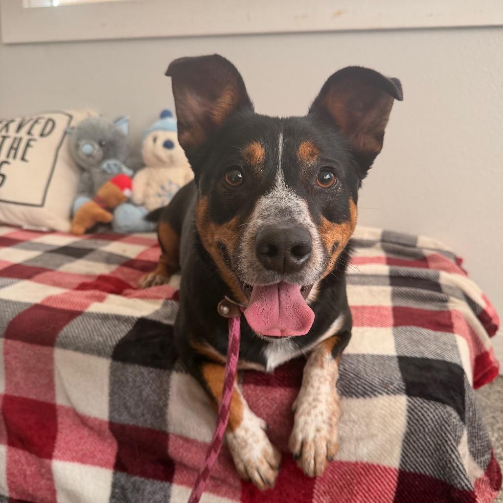 Enlarge Lotus, a Adoptable mixed breed in Long Beach, CA image 5/5