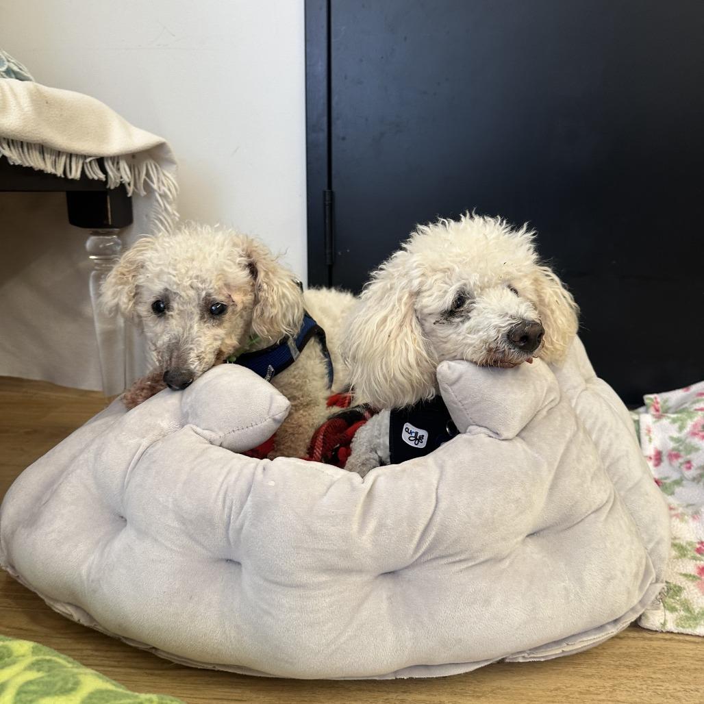Mike Inouye 14319, a Adoptable Poodle in San Francisco, CA image 1/6