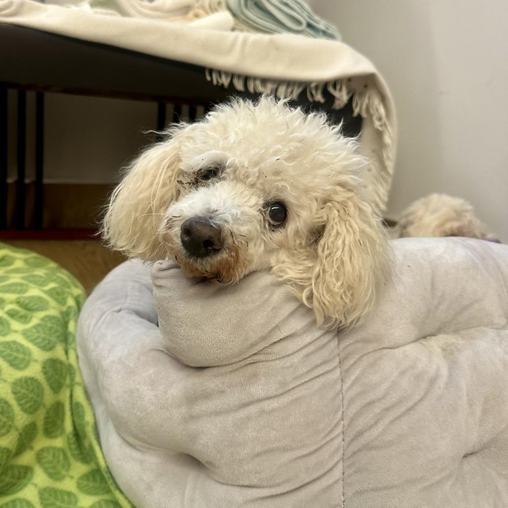Mike Inouye 14319, a Adoptable Poodle in San Francisco, CA image 2/6