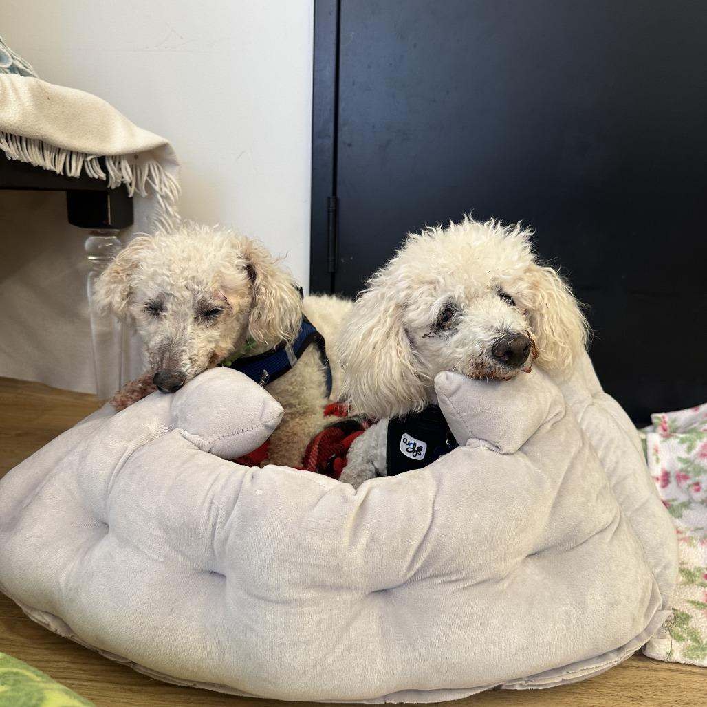 Mike Inouye 14319, a Adoptable Poodle in San Francisco, CA image 3/6