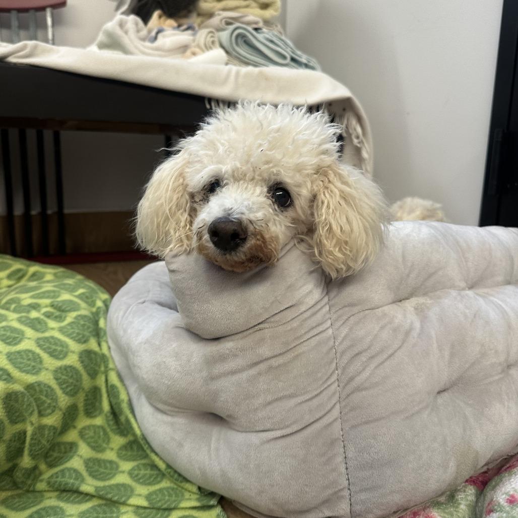Mike Inouye 14319, a Adoptable Poodle in San Francisco, CA image 4/6