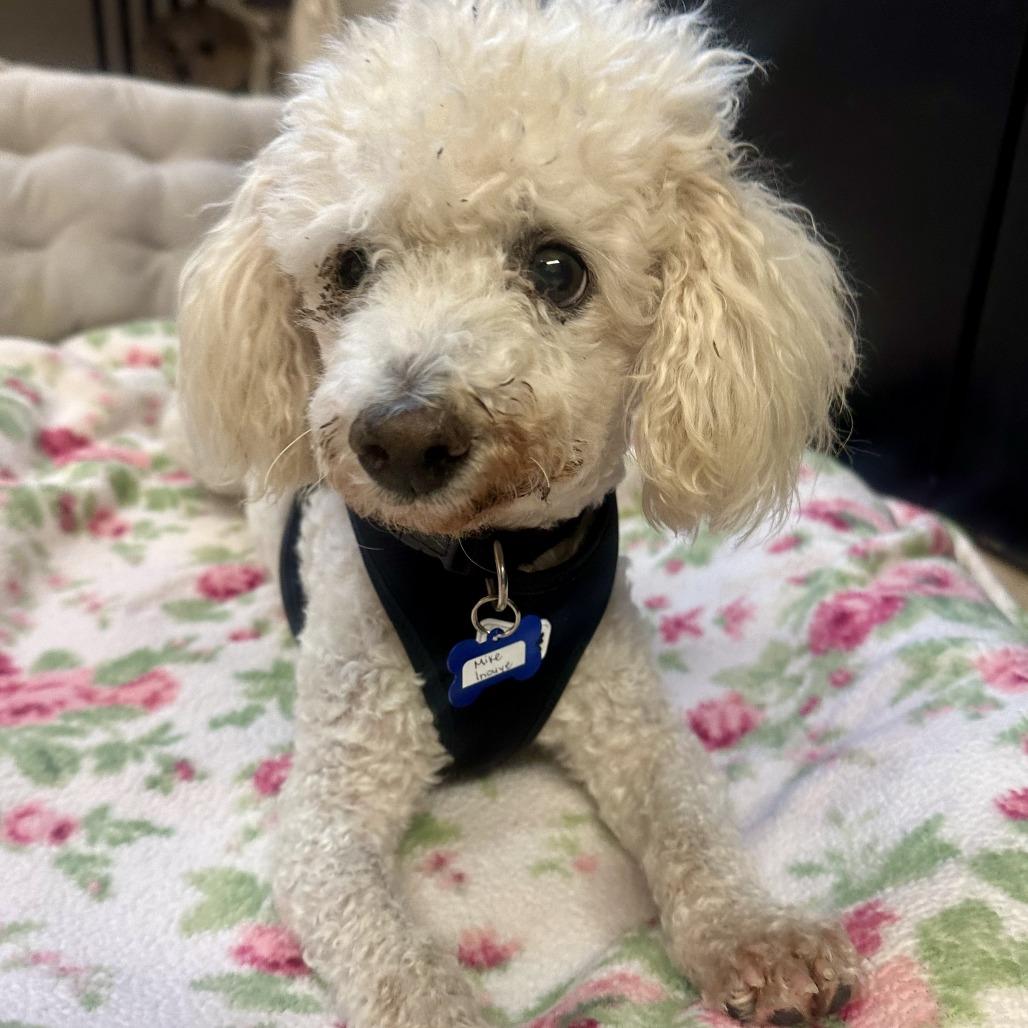 Mike Inouye 14319, a Adoptable Poodle in San Francisco, CA image 5/6