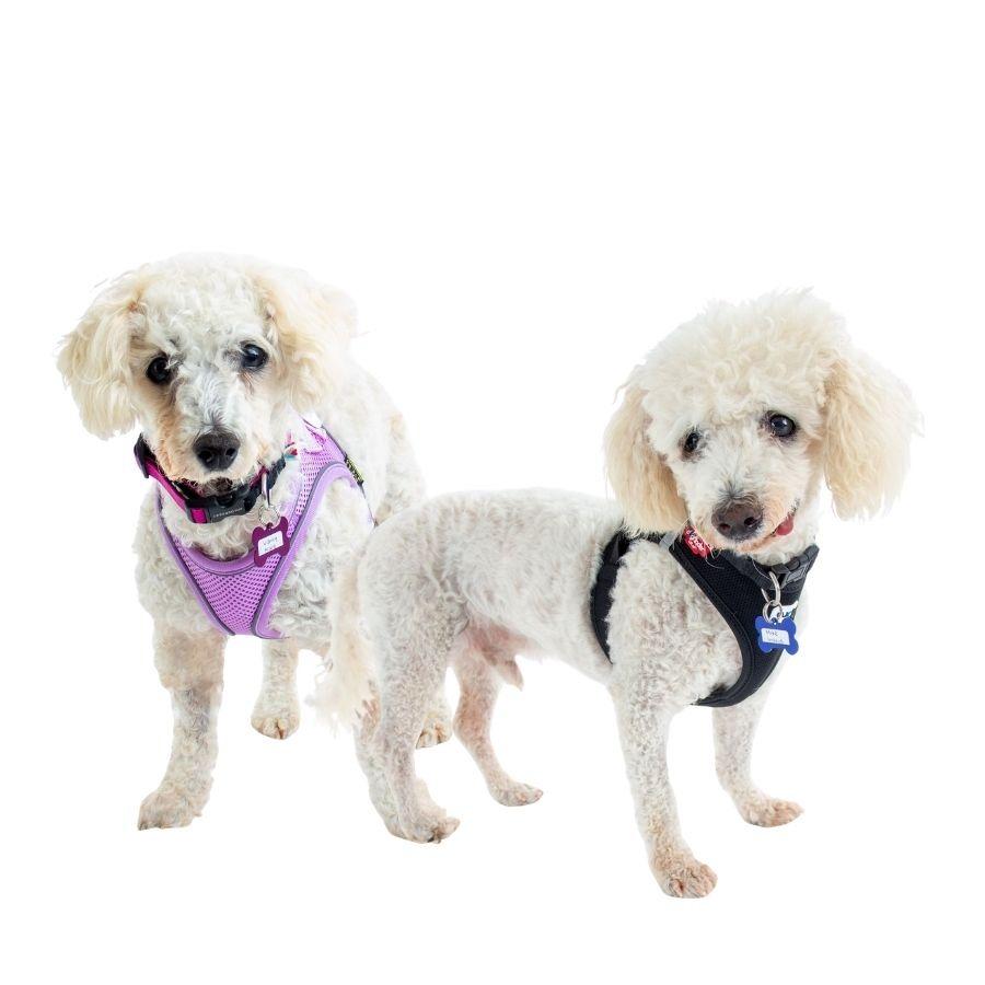 Mike Inouye 14319, a Adoptable Poodle in San Francisco, CA image 6/6
