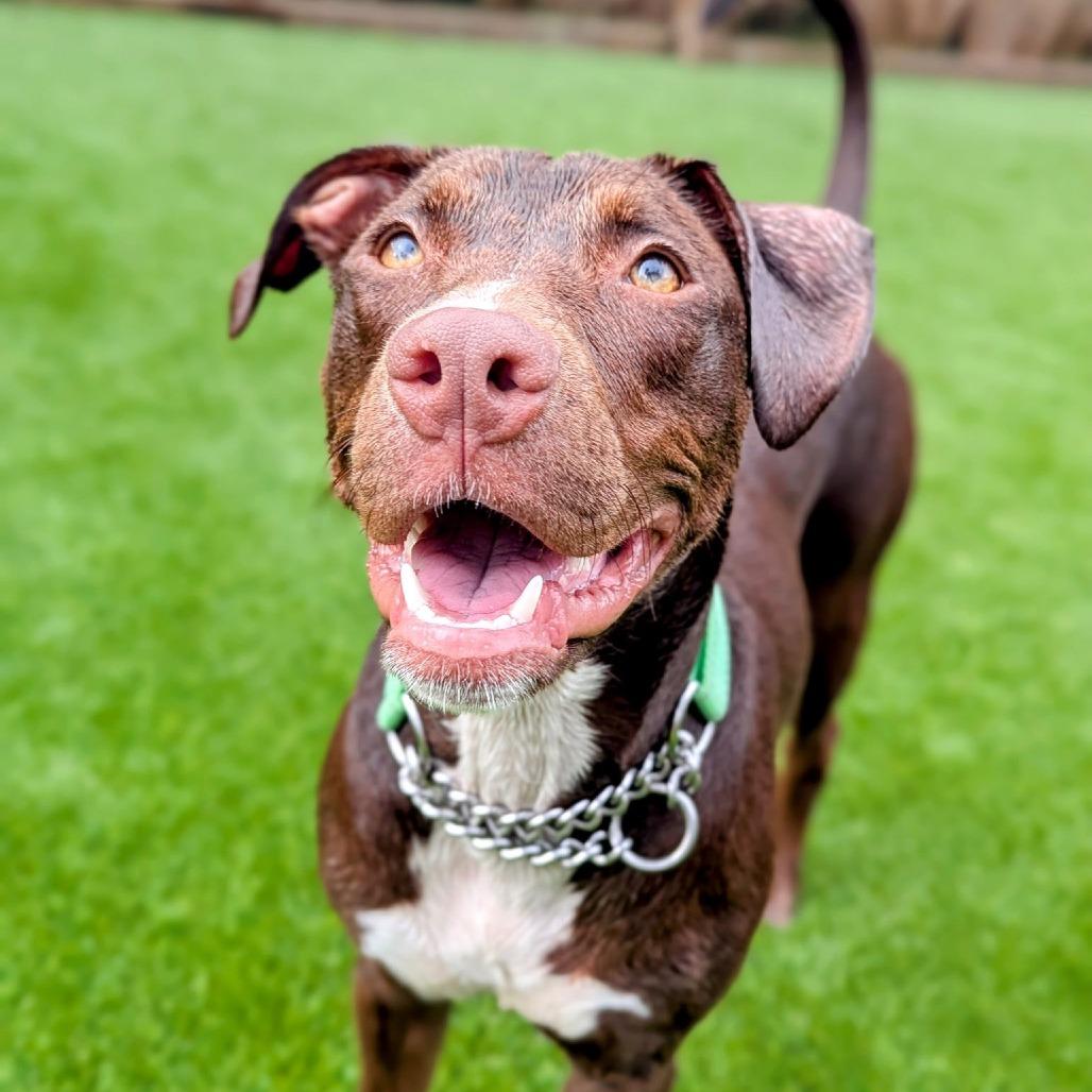 Tricksy, a Adoptable mixed breed in Savannah, GA image 1/6