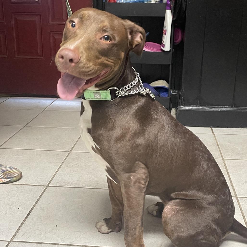 Tricksy, a Adoptable mixed breed in Savannah, GA image 2/6